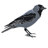 Jackdaw