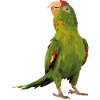 red-fronted parakeet