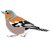 Chaffinch