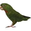 red-throated parakeet