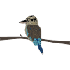 Laughing Hans - Kookaburra without background
