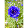 bluebottle aussi bleuet bleuet cyan
