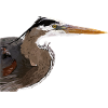 Blue heron