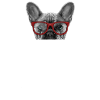 Dog French Bulldog
