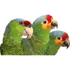 Red-fronted Amazon and lilac-crowned parrot
