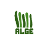 Algae Algae Algae