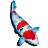 Koi