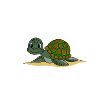 Cute baby turtle gift
