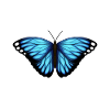 blue butterfly