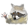 Raccoon