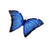 Blue ButterflyLove