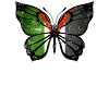 Papillon de Palestine