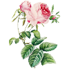 Rose 1