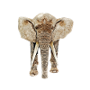 Éléphant de face