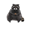 Raccoon - my spirit animal