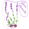 Lavender