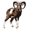 Mouflon