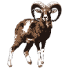 mouflon