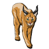 Regalo caracal & lince di gatto selvatico di medie dimensioni