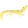 gecko