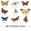 Butterflies
