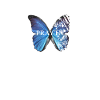 Papillon papillon PRAYTN