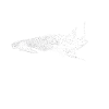 Requin-baleine