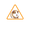 Cavy guinea pig