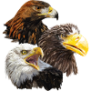 Raubvögel