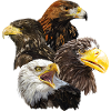 Pigargos et Eagle