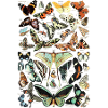 Butterflies 2