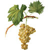 Bunch of grapes