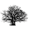 Arbre sec