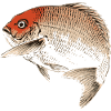 Japanese sea bream (konobairei)