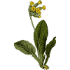 Primula veris