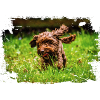 Chocolate Cockapoo dog photo