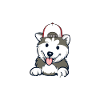 Husky