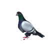 Tauben Taube lustiger Spruch Brieftaube Geschenk