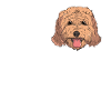Amour Cockapoo Dog