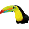Green-billed toucan