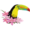 Green-billed toucan