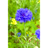 bluebottle aussi bleuet bleuet cyan