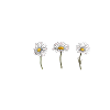 3 daisy