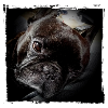 Frenchie