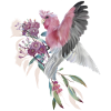 Galah on the eucalyptus flower