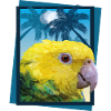 Equal-headed Amazon