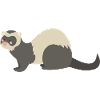 Ferret