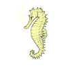 seahorse