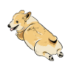 Corgi