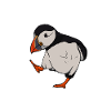 Puffin baby present till lunnefåglar & lunnefåglar